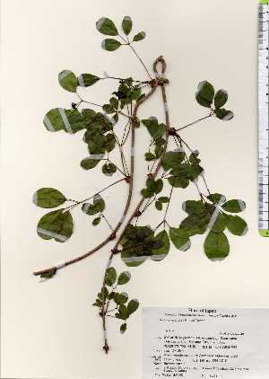  ( - TW023492)  @11 [ ] Copyright (2021) Unspecified Forestry and Forest Products Research Institute