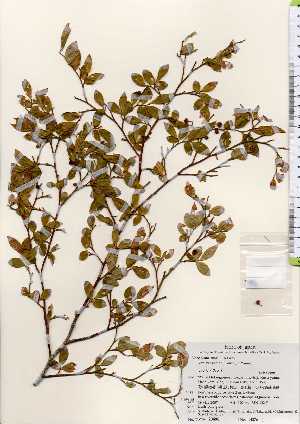  ( - TW023498)  @11 [ ] Copyright (2021) Unspecified Forestry and Forest Products Research Institute