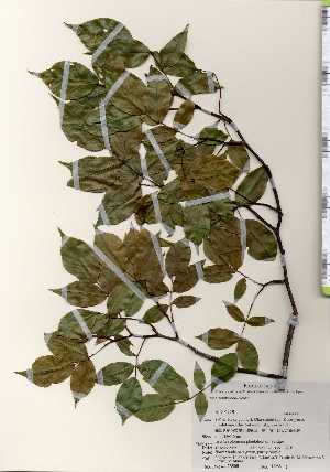  ( - TW023508)  @11 [ ] Copyright (2021) Unspecified Forestry and Forest Products Research Institute