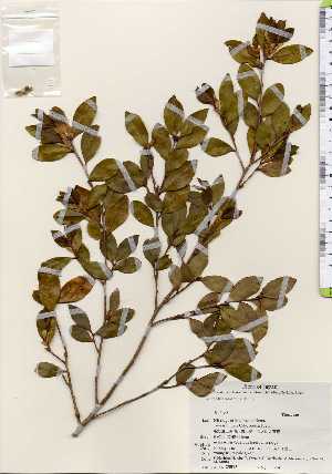  ( - TW023513)  @11 [ ] Copyright (2021) Unspecified Forestry and Forest Products Research Institute