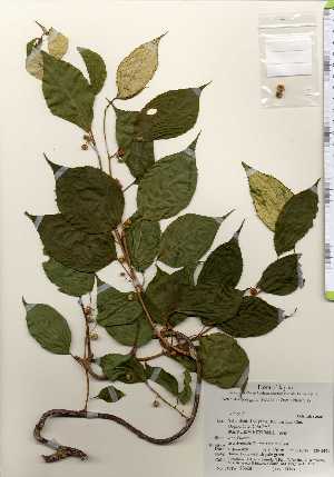  ( - TW023624)  @11 [ ] Copyright (2021) Unspecified Forestry and Forest Products Research Institute