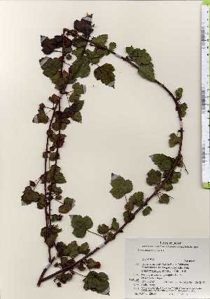  ( - TW023653)  @11 [ ] Copyright (2021) Unspecified Forestry and Forest Products Research Institute