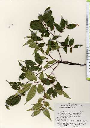  ( - TW023655)  @11 [ ] Copyright (2021) Unspecified Forestry and Forest Products Research Institute