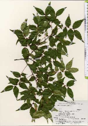  ( - TW023673)  @11 [ ] Copyright (2021) Unspecified Forestry and Forest Products Research Institute