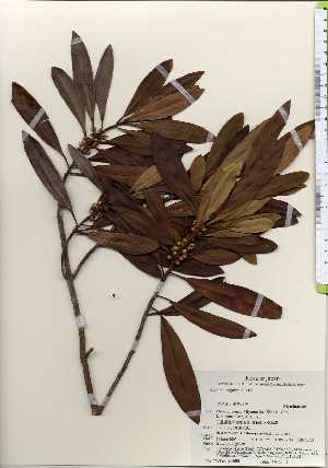  ( - TW023685)  @11 [ ] Copyright (2021) Unspecified Forestry and Forest Products Research Institute