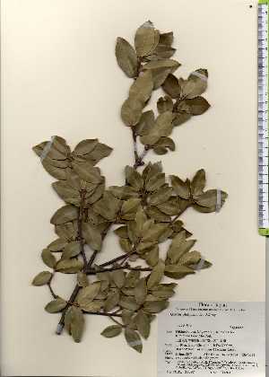  ( - TW023697)  @11 [ ] Copyright (2021) Unspecified Forestry and Forest Products Research Institute