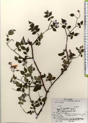  ( - TW023706)  @11 [ ] Copyright (2021) Unspecified Forestry and Forest Products Research Institute