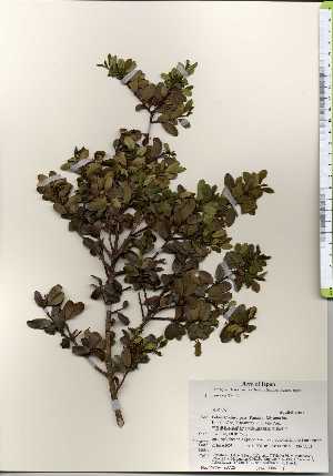  ( - TW023725)  @11 [ ] Copyright (2021) Unspecified Forestry and Forest Products Research Institute