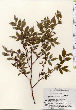  ( - TW023736)  @11 [ ] Copyright (2021) Unspecified Forestry and Forest Products Research Institute