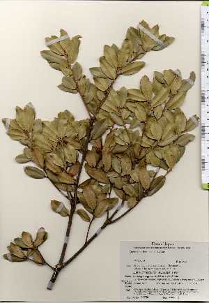  ( - TW023750)  @11 [ ] Copyright (2021) Unspecified Forestry and Forest Products Research Institute