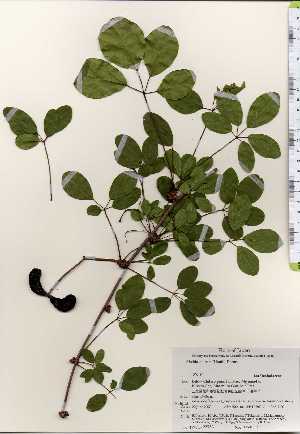 ( - TW023753)  @11 [ ] Copyright (2021) Unspecified Forestry and Forest Products Research Institute