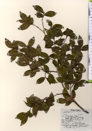  ( - TW023977)  @11 [ ] Copyright (2021) Unspecified Forestry and Forest Products Research Institute