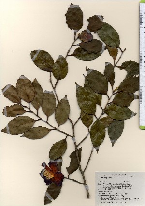  ( - TW023978)  @11 [ ] Copyright (2021) Unspecified Forestry and Forest Products Research Institute