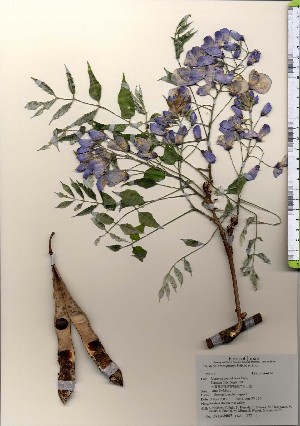 ( - TW024027)  @11 [ ] Copyright (2021) Unspecified Forestry and Forest Products Research Institute