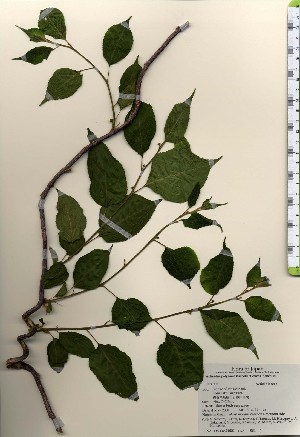  ( - TW024031)  @11 [ ] Copyright (2021) Unspecified Forestry and Forest Products Research Institute