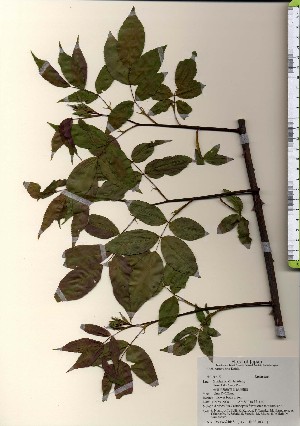  ( - TW024048)  @11 [ ] Copyright (2021) Unspecified Forestry and Forest Products Research Institute