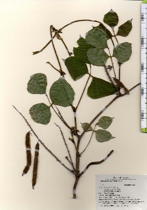  ( - TW024062)  @11 [ ] Copyright (2021) Unspecified Forestry and Forest Products Research Institute