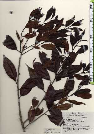  (Ilex chinensis - TW024075)  @11 [ ] Copyright (2021) Unspecified Forestry and Forest Products Research Institute
