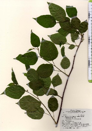  ( - TW024086)  @11 [ ] Copyright (2021) Unspecified Forestry and Forest Products Research Institute