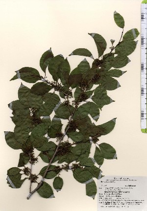  ( - TW024095)  @11 [ ] Copyright (2021) Unspecified Forestry and Forest Products Research Institute