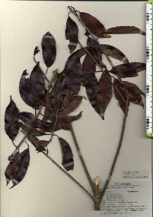  ( - TW024109)  @11 [ ] Copyright (2021) Unspecified Forestry and Forest Products Research Institute