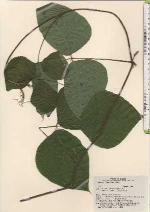  ( - TW024232)  @11 [ ] Copyright (2021) Unspecified Forestry and Forest Products Research Institute