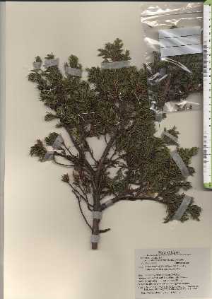  (Juniperus communis var. hondoensis - TW024240)  @11 [ ] Copyright (2021) Unspecified Forestry and Forest Products Research Institute
