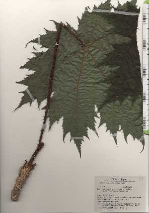  ( - TW024245)  @11 [ ] Copyright (2021) Unspecified Forestry and Forest Products Research Institute