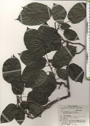  ( - TW024315)  @11 [ ] Copyright (2021) Unspecified Forestry and Forest Products Research Institute