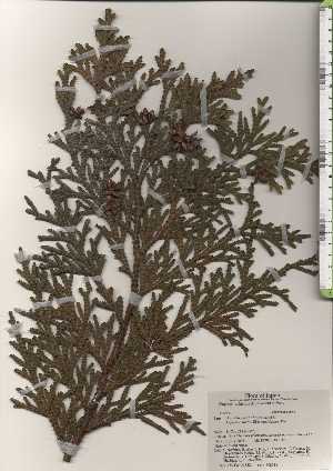  (Thujopsis dolabrata - TW024322)  @11 [ ] Copyright (2021) Unspecified Forestry and Forest Products Research Institute