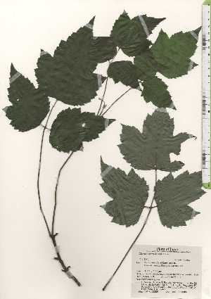  ( - TW024328)  @11 [ ] Copyright (2021) Unspecified Forestry and Forest Products Research Institute