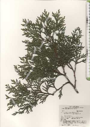  (Thuja standishii - TW024337)  @11 [ ] Copyright (2021) Unspecified Forestry and Forest Products Research Institute