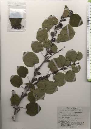 ( - TW024338)  @11 [ ] Copyright (2021) Unspecified Forestry and Forest Products Research Institute