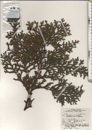  ( - TW024340)  @11 [ ] Copyright (2021) Unspecified Forestry and Forest Products Research Institute