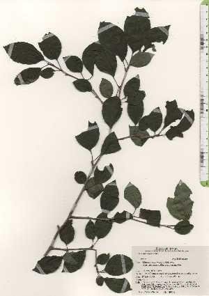  ( - TW024356)  @11 [ ] Copyright (2021) Unspecified Forestry and Forest Products Research Institute