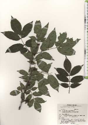  ( - TW024363)  @11 [ ] Copyright (2021) Unspecified Forestry and Forest Products Research Institute