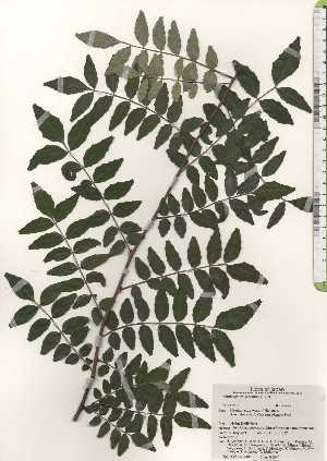  (Zanthoxylum piperitum - TW024373)  @11 [ ] Copyright (2021) Unspecified Forestry and Forest Products Research Institute