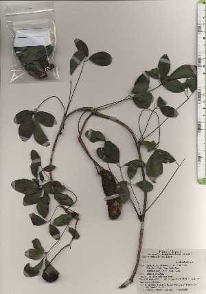  ( - TW024402)  @11 [ ] Copyright (2021) Unspecified Forestry and Forest Products Research Institute