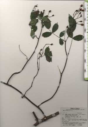  ( - TW024427)  @11 [ ] Copyright (2021) Unspecified Forestry and Forest Products Research Institute
