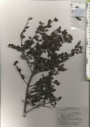  ( - TW024435)  @11 [ ] Copyright (2021) Unspecified Forestry and Forest Products Research Institute