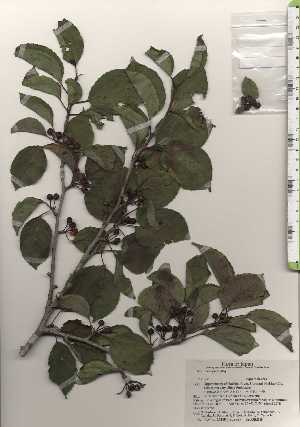  ( - TW024515)  @11 [ ] Copyright (2021) Unspecified Forestry and Forest Products Research Institute