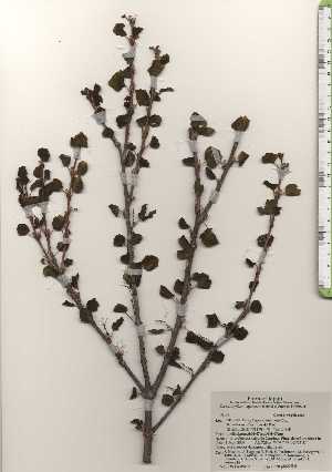  ( - TW024606)  @11 [ ] Copyright (2021) Unspecified Forestry and Forest Products Research Institute
