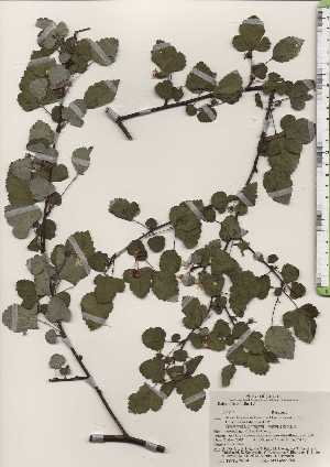 (Rubus microphyllus - TW024654)  @11 [ ] Copyright (2021) Unspecified Forestry and Forest Products Research Institute