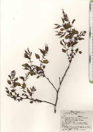  ( - TW024675)  @11 [ ] Copyright (2021) Unspecified Forestry and Forest Products Research Institute