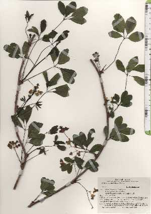  ( - TW024687)  @11 [ ] Copyright (2021) Unspecified Forestry and Forest Products Research Institute