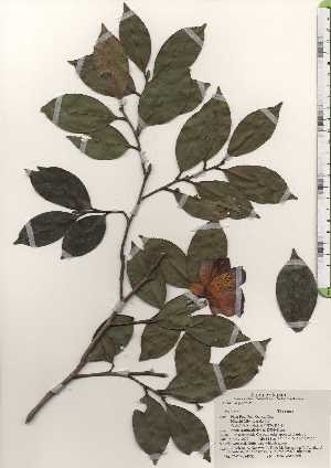  ( - TW024751)  @11 [ ] Copyright (2021) Unspecified Forestry and Forest Products Research Institute