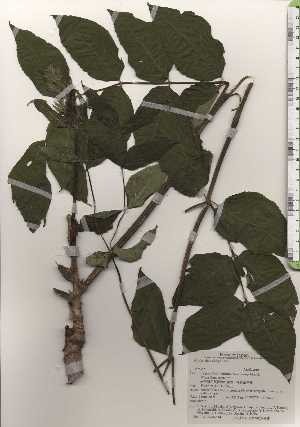  ( - TW024814)  @11 [ ] Copyright (2021) Unspecified Forestry and Forest Products Research Institute