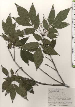  ( - TW024832)  @11 [ ] Copyright (2021) Unspecified Forestry and Forest Products Research Institute