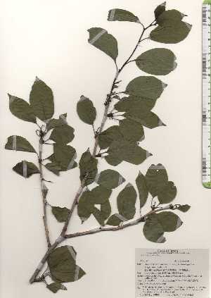  ( - TW024869)  @11 [ ] Copyright (2021) Unspecified Forestry and Forest Products Research Institute