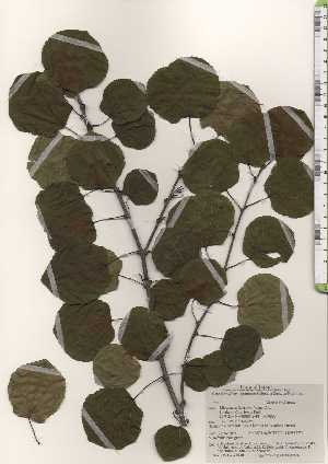  ( - TW024930)  @11 [ ] Copyright (2021) Unspecified Forestry and Forest Products Research Institute